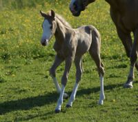 Profile picture An Gela