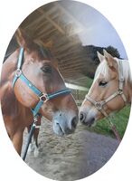 Profile picture Matthias