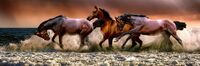 Profile picture Vital-Animal.de (Brigitte Retzer)